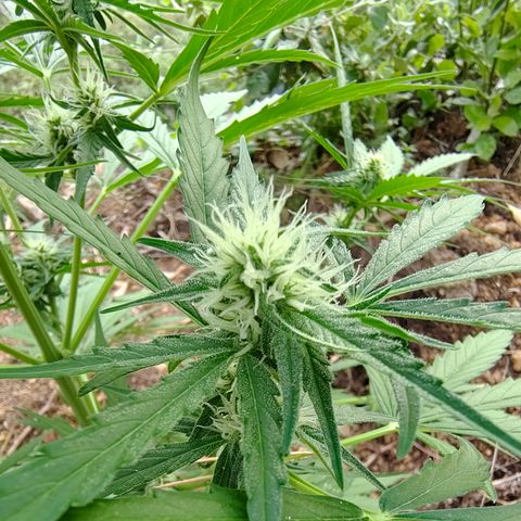 Fat Banana Automatic growlog timeline photo