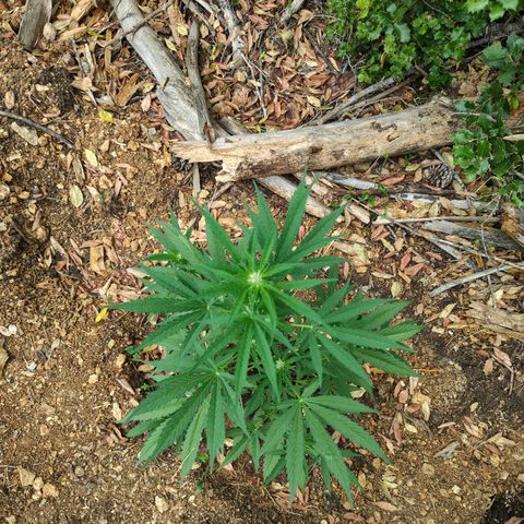 P3 growlog timeline photo