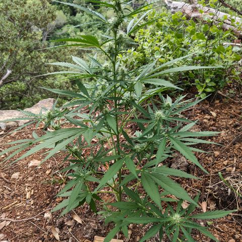 H1 growlog timeline photo