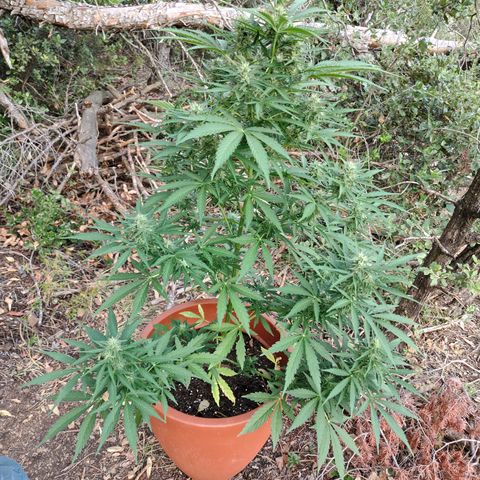 Fat Banana Automatic growlog timeline photo