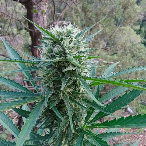 Fat Banana Automatic growlog timeline photo