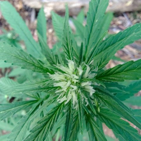 P3 growlog timeline photo