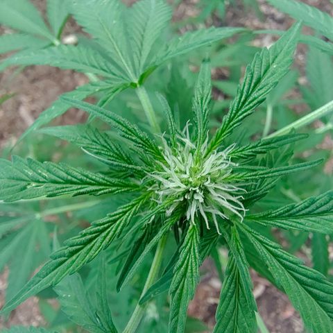AK1 growlog timeline photo