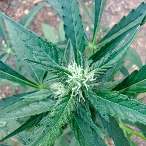 P1 growlog timeline photo