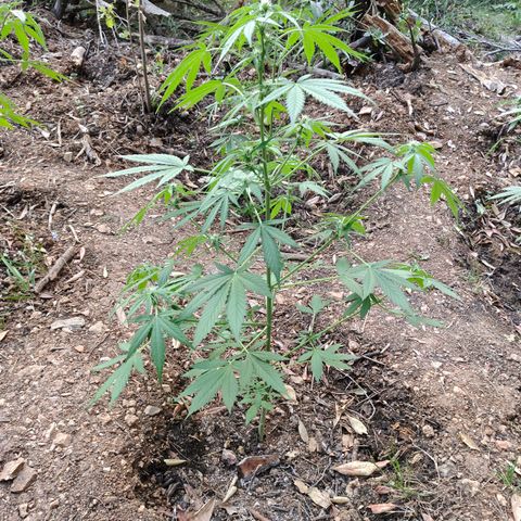 AK1 growlog timeline photo