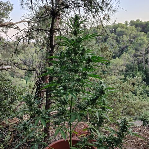 Fat Banana Automatic growlog timeline photo