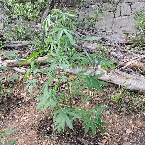 P2 growlog timeline photo