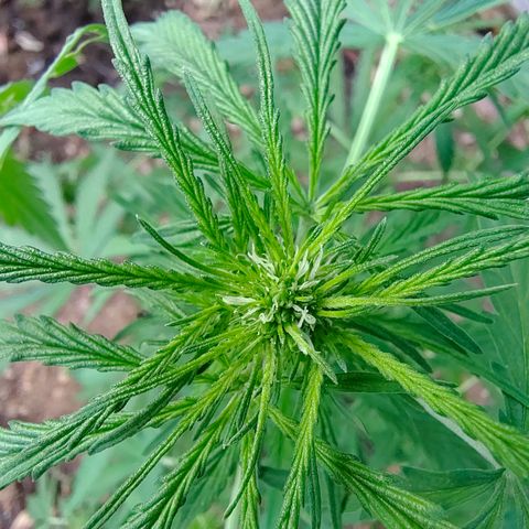 P2 growlog timeline photo