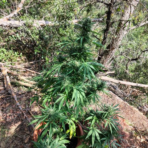 Fat Banana Automatic growlog timeline photo
