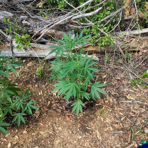 FAT3 growlog timeline photo