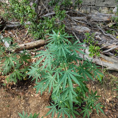 P2 growlog timeline photo