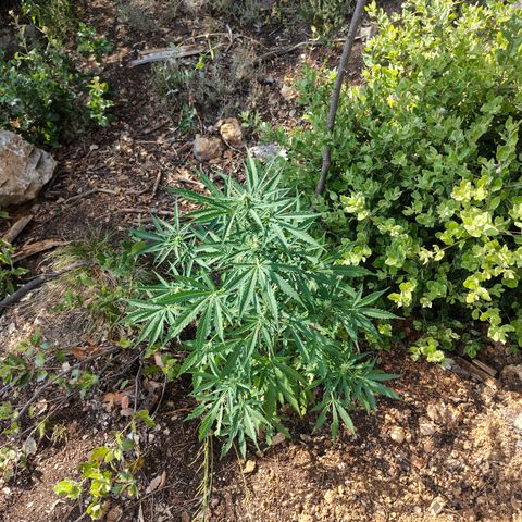 H3 growlog timeline photo