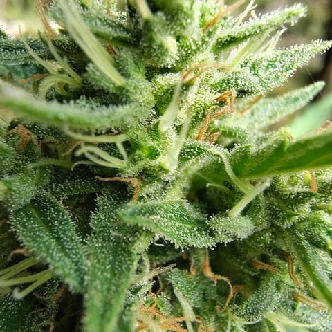 Fat Banana Automatic growlog timeline photo