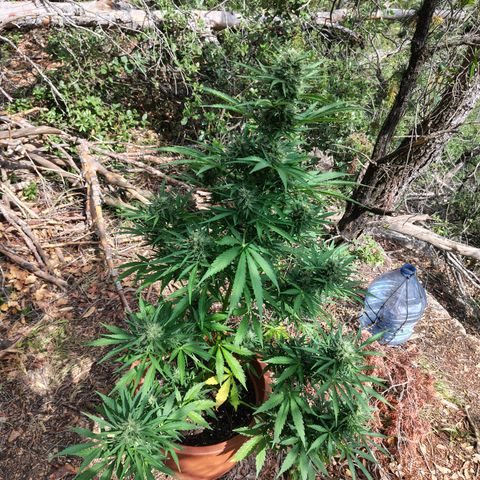 Fat Banana Automatic growlog timeline photo