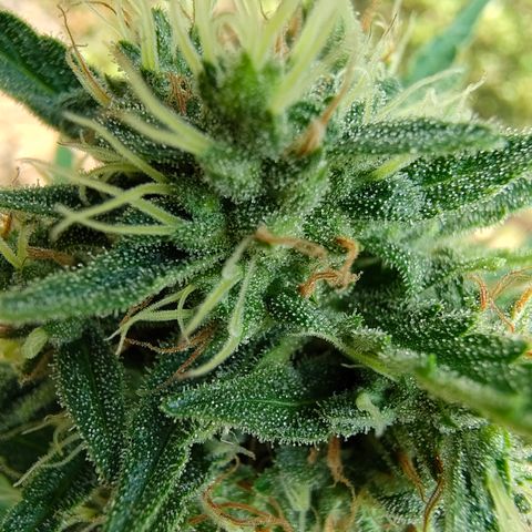 Fat Banana Automatic growlog timeline photo