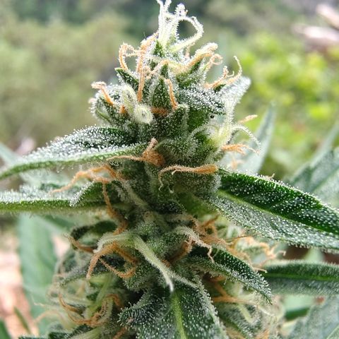 H1 growlog timeline photo