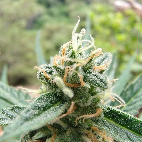 H1 growlog timeline photo