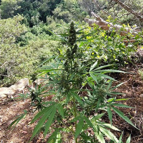 H1 growlog timeline photo