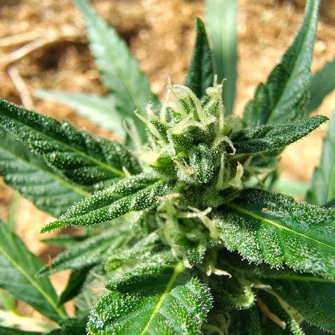 P1 growlog timeline photo