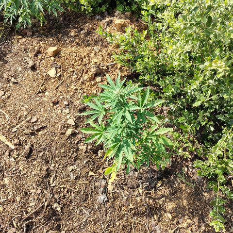 FAT1 growlog timeline photo