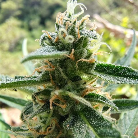 H1 growlog timeline photo