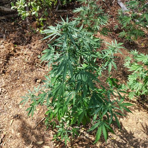 AK2 growlog timeline photo