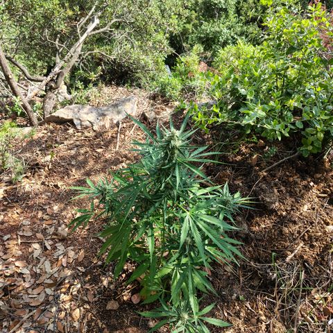 H1 growlog timeline photo