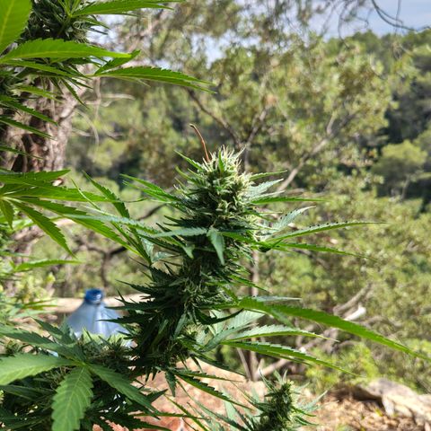 Fat Banana Automatic growlog timeline photo