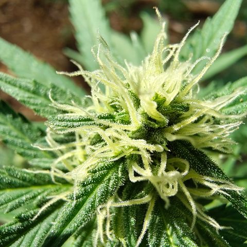 AK1 growlog timeline photo