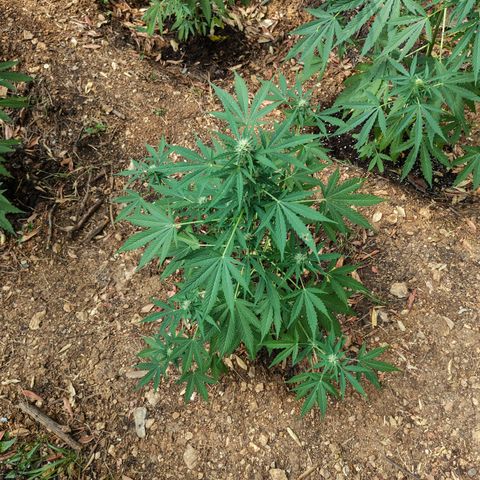 AK1 growlog timeline photo