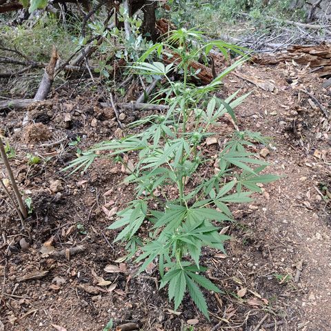H2 growlog timeline photo