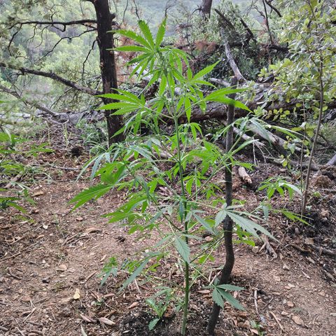 AK2 growlog timeline photo