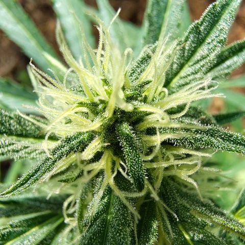 H2 growlog timeline photo
