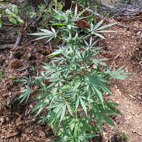 H2 growlog timeline photo