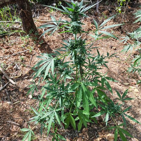 P1 growlog timeline photo
