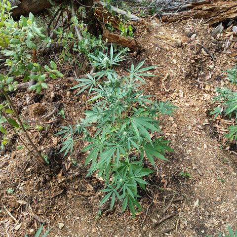 H2 growlog timeline photo