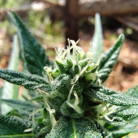 P1 growlog timeline photo