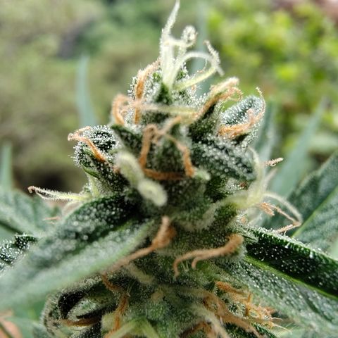 H1 growlog timeline photo