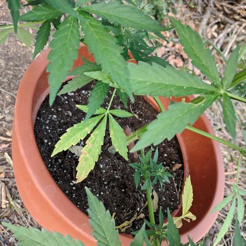 Fat Banana Automatic growlog timeline photo