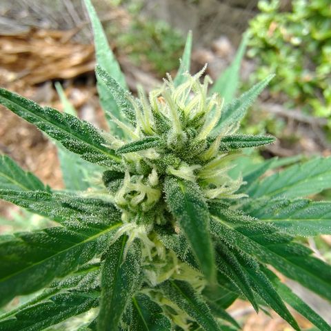 P3 growlog timeline photo