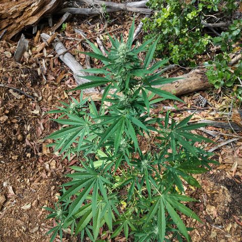 P3 growlog timeline photo