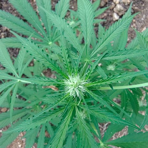 H2 growlog timeline photo