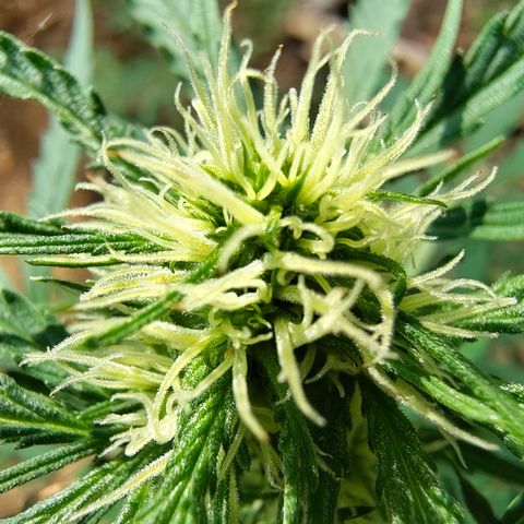 P2 growlog timeline photo