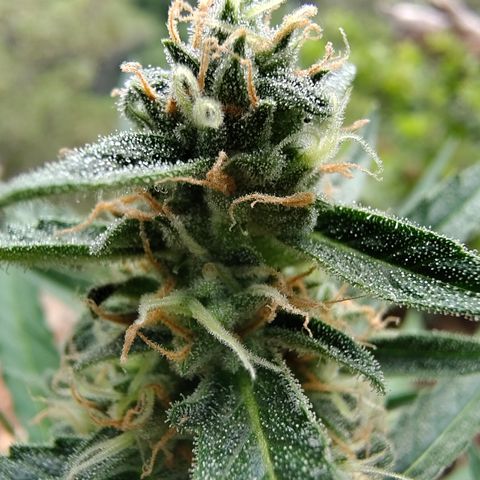 H1 growlog timeline photo
