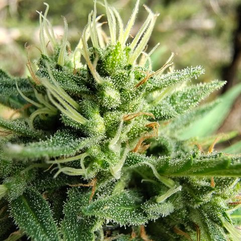 Fat Banana Automatic growlog timeline photo