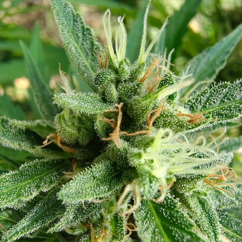 Fat Banana Automatic growlog timeline photo