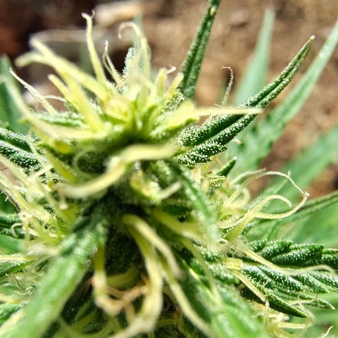 AK3 growlog timeline photo