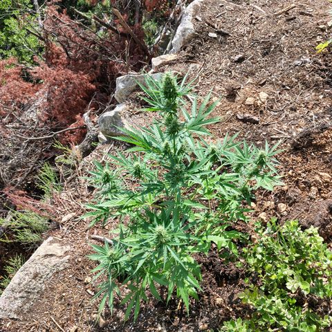 AK3 growlog timeline photo