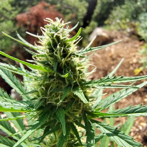 AK3 growlog timeline photo