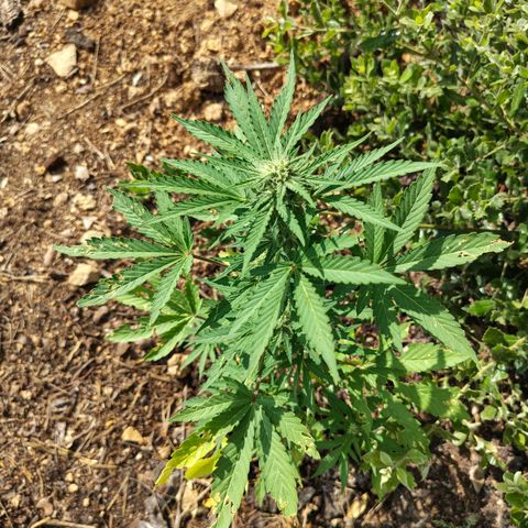 FAT1 growlog timeline photo